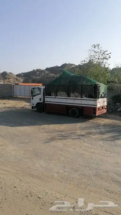 دينا شبك للنقل 0