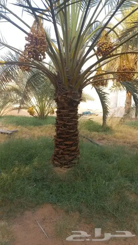 نخيل للبيع طالع من القصيم للجنوب 4