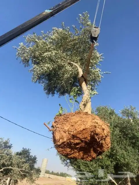 جميع اعمل النخل 8