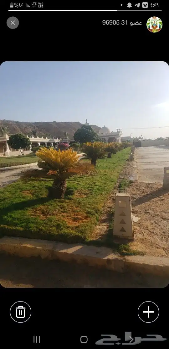 اشجار زينه 2