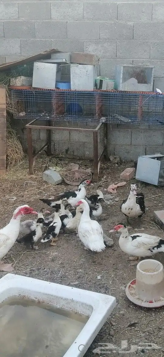 بط بلدي للبيع على السوم حضان 2