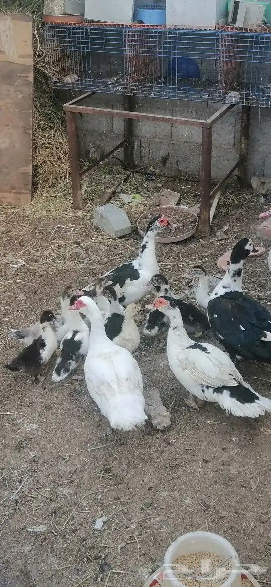 بط بلدي للبيع على السوم حضان 1