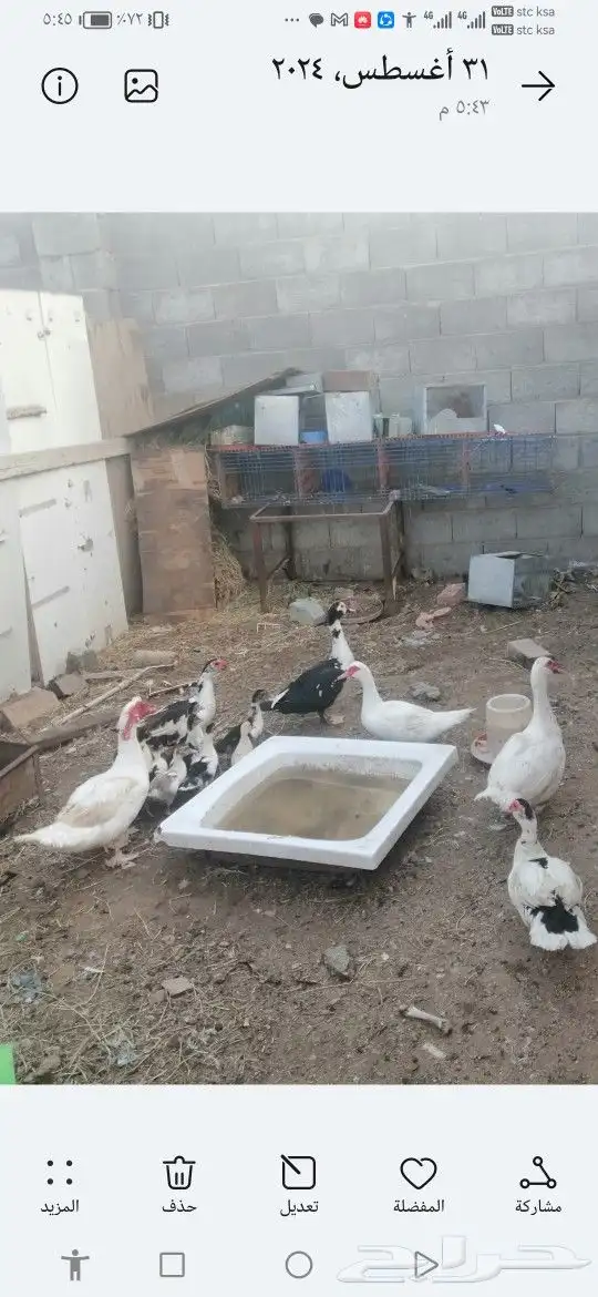 بط بلدي للبيع على السوم حضان 0