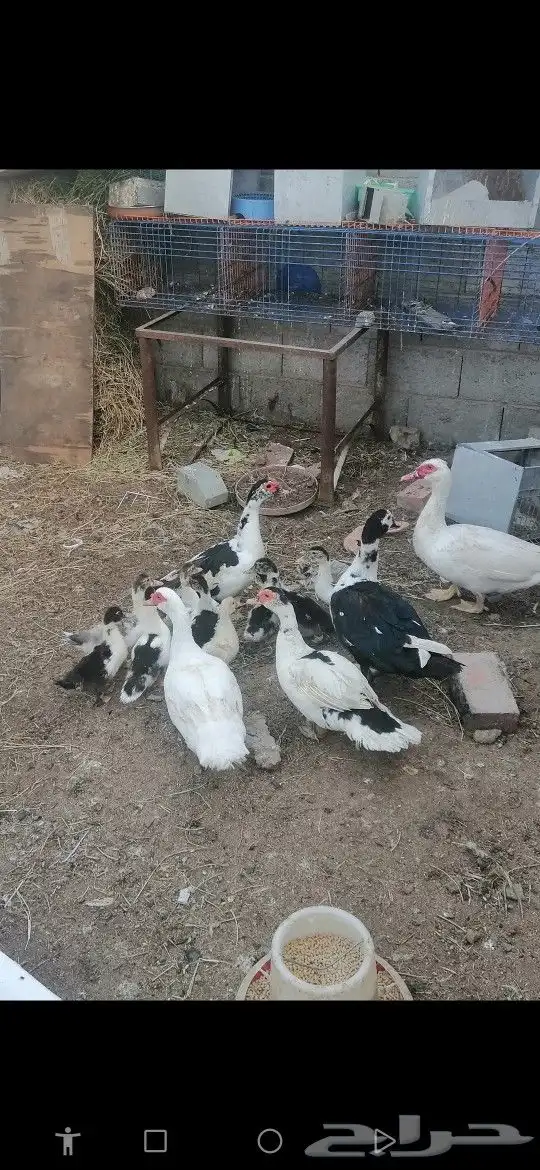 بط بلدي للبيع على السوم حضان 3