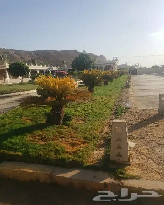 اشجار زينه 0