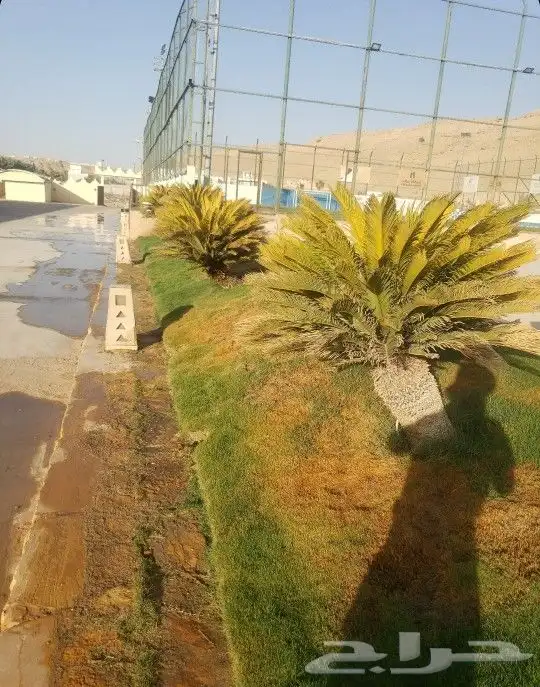 اشجار زينه 4