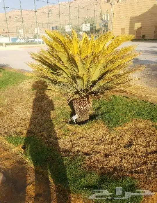 اشجار زينه 3