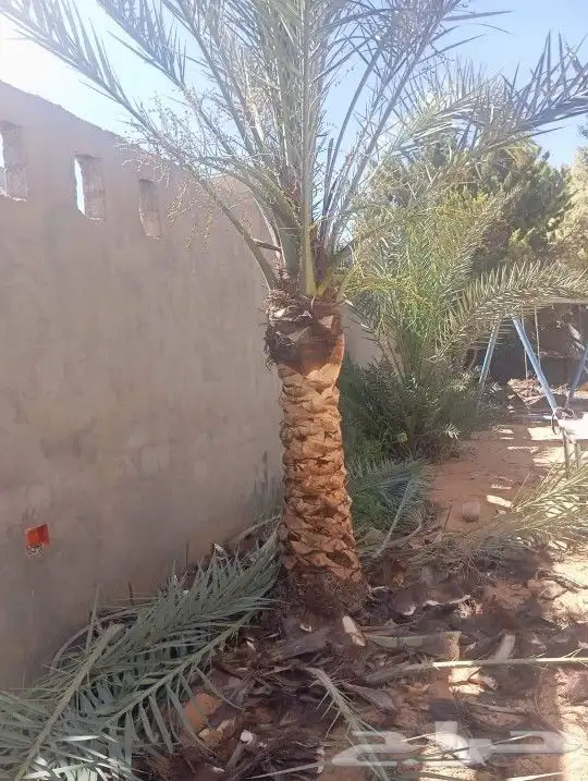 جميع اعمل النخل 7