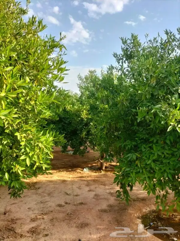 جميع اعمل النخل 6