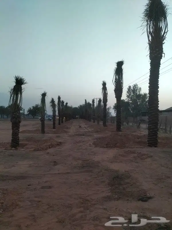 جميع اعمل النخل 0