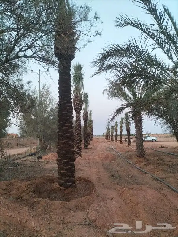 جميع اعمل النخل 3