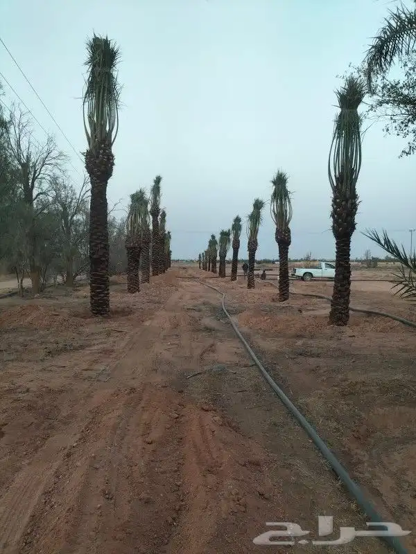 جميع اعمل النخل 2