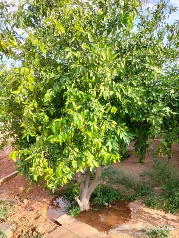 جميع اعمل النخل 4