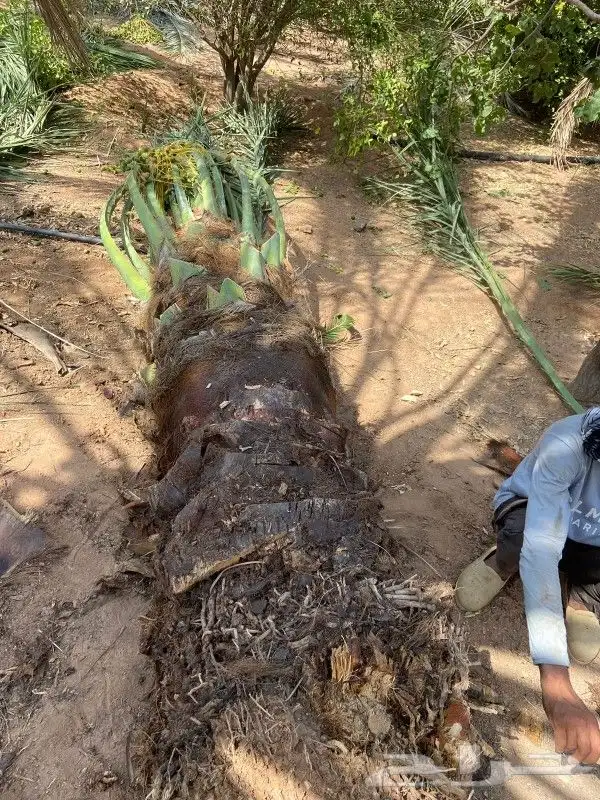 جميع اعمل النخل 9