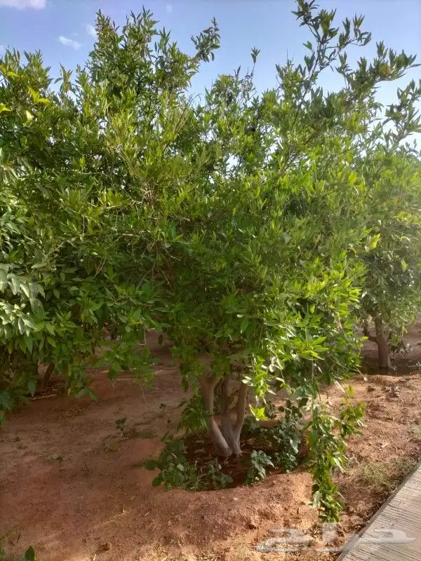 جميع اعمل النخل 5