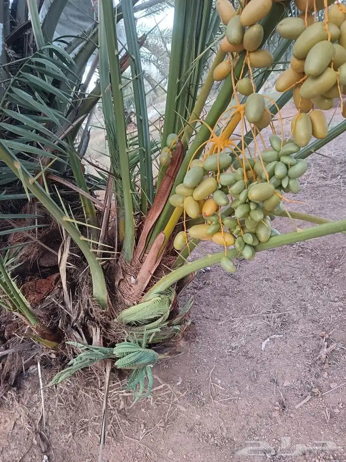 نخيل مثمر فسايل جثايث نخل للبيع فروخ نقايل نخيل 3