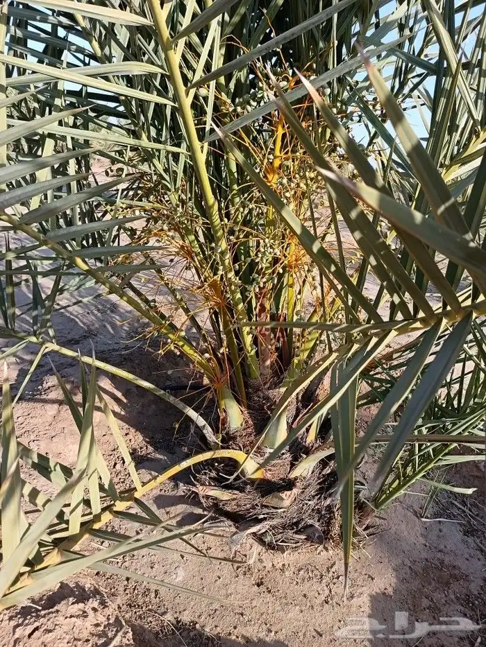 نخيل مثمر فسايل جثايث نخل للبيع فروخ نقايل نخيل 8