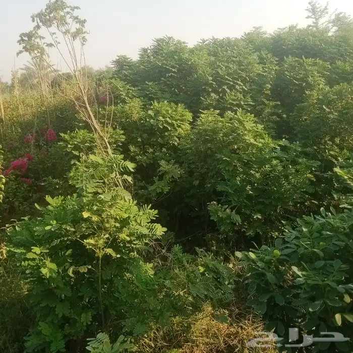 يوجد لدينا جميع انواع الاشجار جميع المقاسات 20