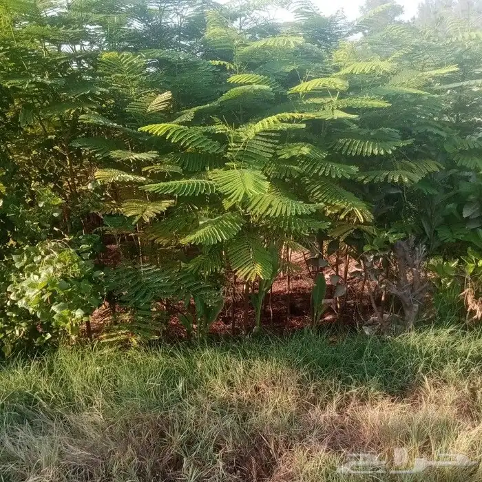 يوجد لدينا جميع انواع الاشجار جميع المقاسات 9