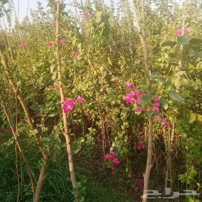 يوجد لدينا جميع انواع الاشجار جميع المقاسات 4