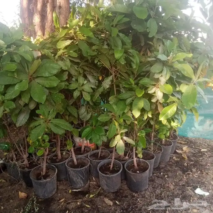 يوجد لدينا جميع انواع الاشجار جميع المقاسات 3