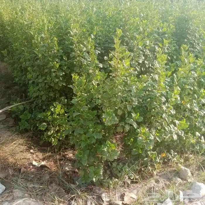 يوجد لدينا جميع انواع الاشجار جميع المقاسات 14