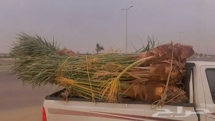 نخل مثمر للبيع متواجد في جازان وضواحيها 3