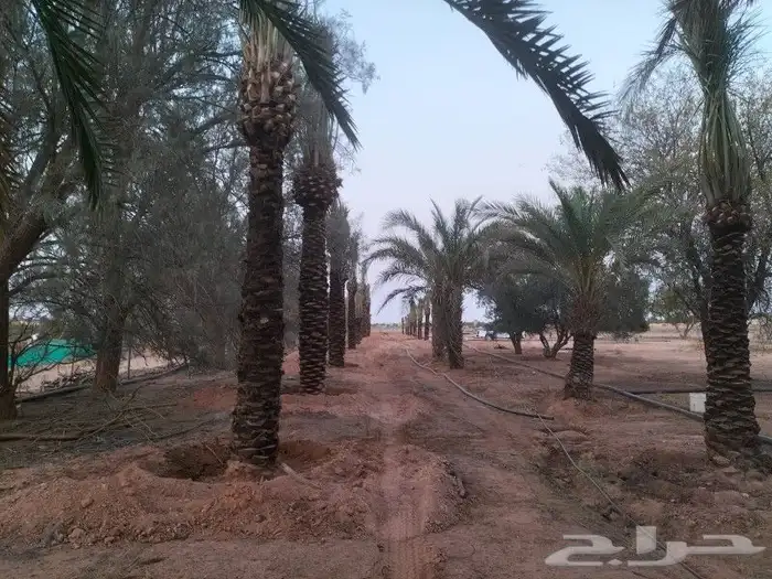 جميع اعمل النخل 1