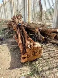 تنظيف النخيل وترتيب الأشجار 19
