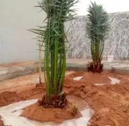 نخل طيب روثانه وبرني وسكري 0