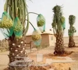 نخل طيب روثانه وبرني وسكري 1