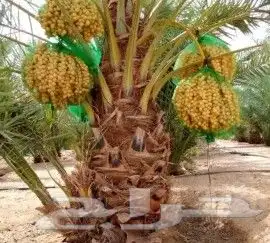 نخل طيب روثانه وبرني وسكري 3
