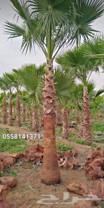 نخيل بجميع انواعه 6
