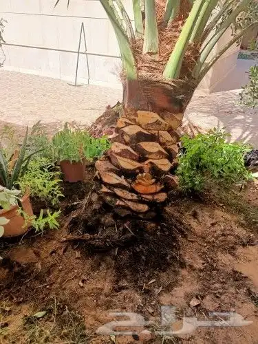تنظيف النخيل وترتيب الأشجار 7