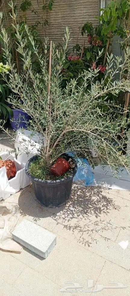اشجار زينه ونخيل وزيتون 5