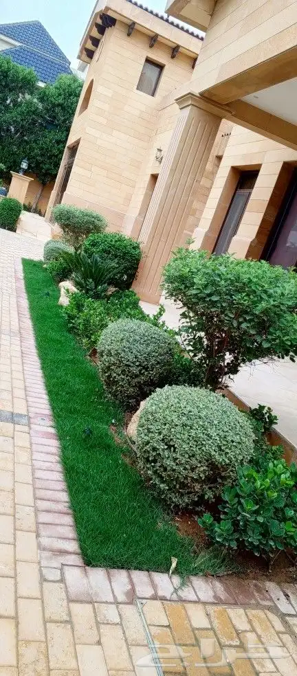 اشجار زينه ونخيل وزيتون 8