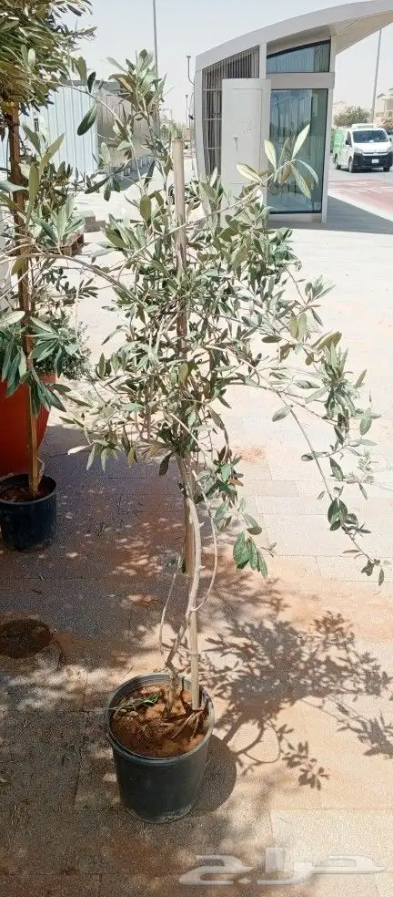 اشجار زينه ونخيل وزيتون 7