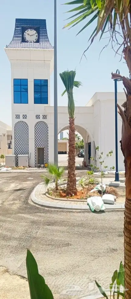 اشجار زينه ونخيل وزيتون 2