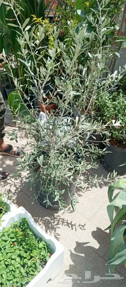اشجار زينه ونخيل وزيتون 6