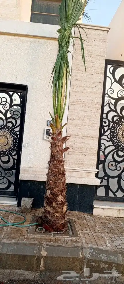 اشجار زينه ونخيل وزيتون 1