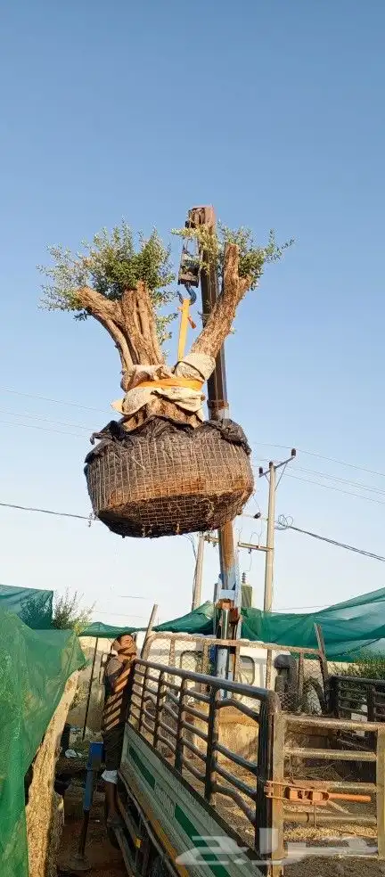 اشجار زينه ونخيل وزيتون 0