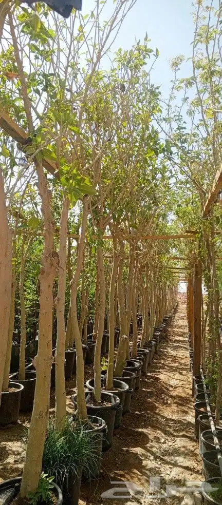 اشجار زينه ونخيل وزيتون 3