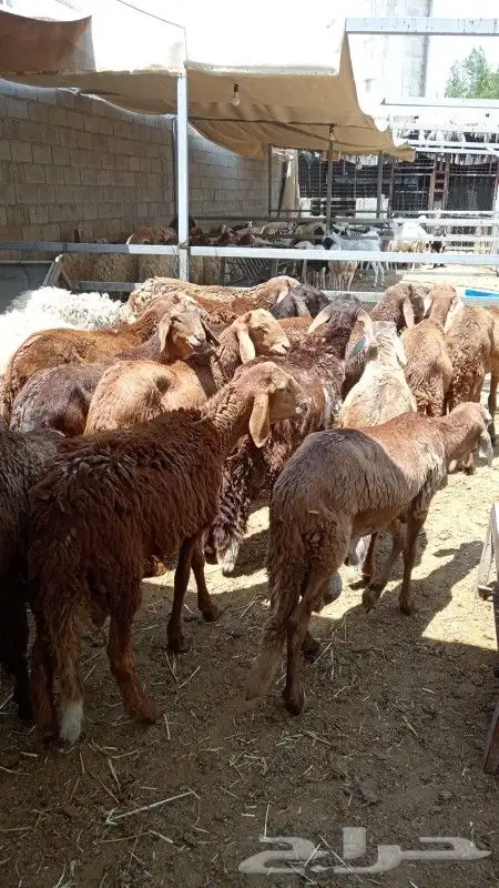 خرفان سواكني دبح تقطيع تستلم جاهز الخرج الدلم الهياثم 6