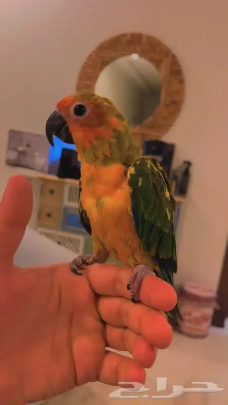 للبيع ببغاء صن كنيور قمه في الولافه امن جدا مع الاطفال 6