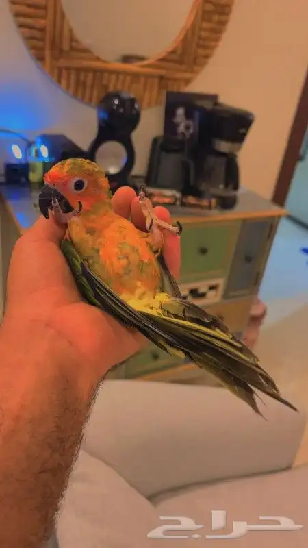 للبيع ببغاء صن كنيور قمه في الولافه امن جدا مع الاطفال 0
