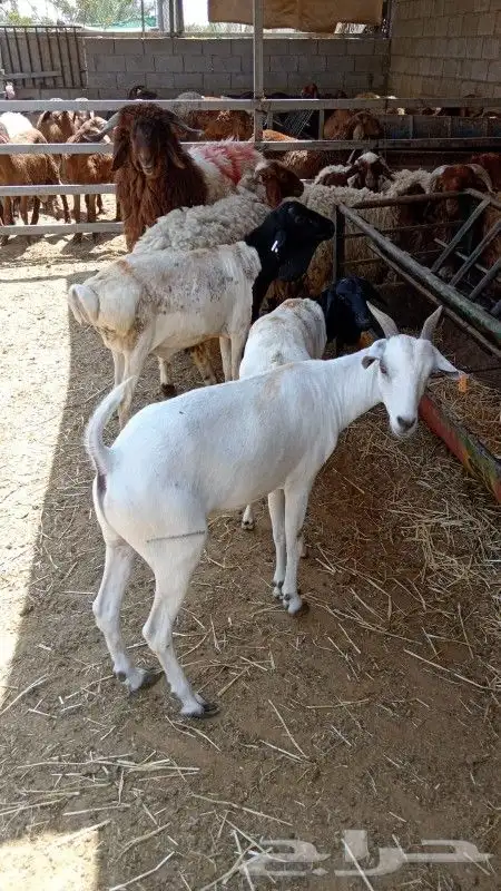 خرفان سواكني دبح تقطيع تستلم جاهز الخرج الدلم الهياثم 4