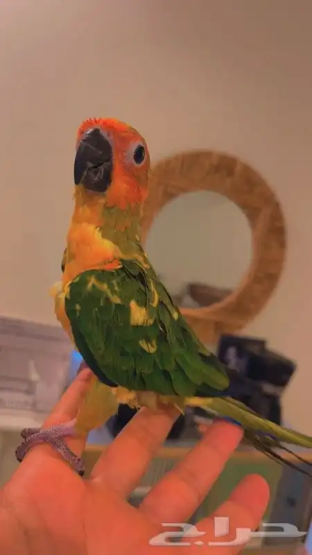 للبيع ببغاء صن كنيور قمه في الولافه امن جدا مع الاطفال 1