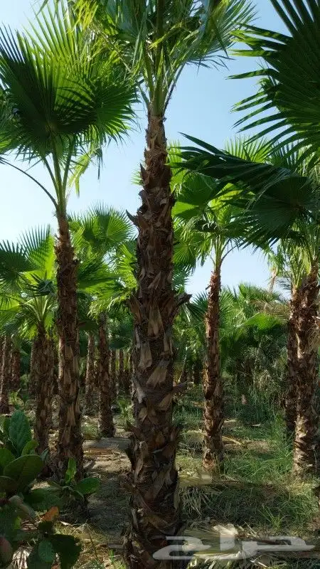 تنسيق_وصيانه_الحدائق 3