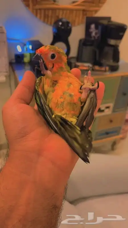 للبيع ببغاء صن كنيور قمه في الولافه امن جدا مع الاطفال 2