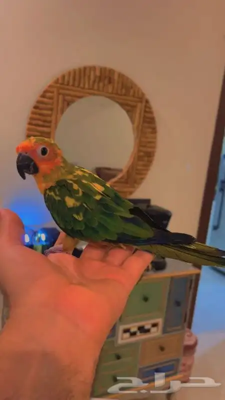 للبيع ببغاء صن كنيور قمه في الولافه امن جدا مع الاطفال 4